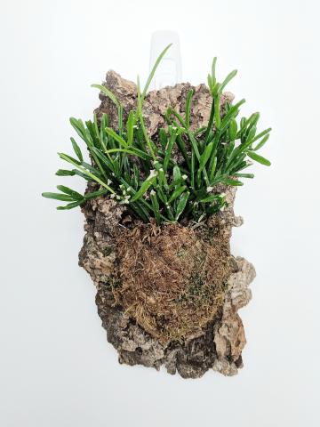 This is a photo of a green succulent mounted on a wall.