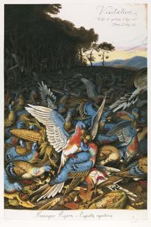 A painting of passenger pigeons eating food off the ground. 