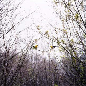 A photograph in nature of two yellow and black birds on a tree limb.