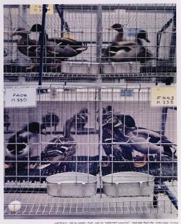 A photograph of birds in cages.