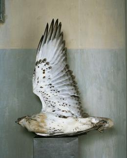 A photograph of a bird on its side with its wing extended. 