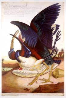 A painting of two birds fighting. 