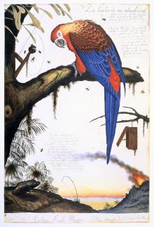 A painting of a Cuban red macaw in red and blue sitting on a tree.