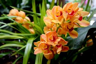 A photograph of orange and red orchids.