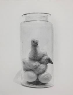 A photograph of baby chickens in a jar. 