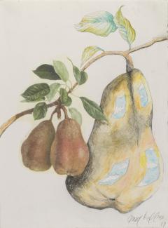 A drawing of three pears in a tree.