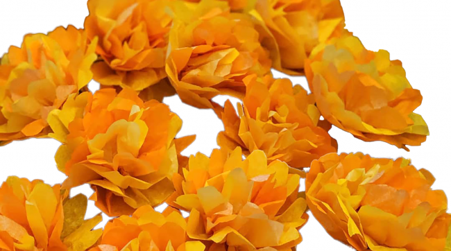 A group of paper marigolds made out of tissue paper.