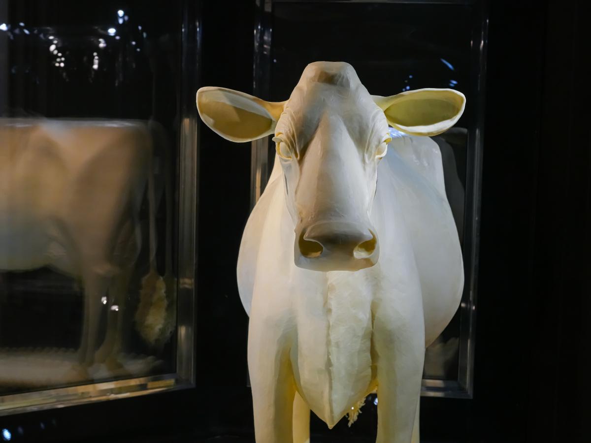 A life-sized cow carved out of butter.