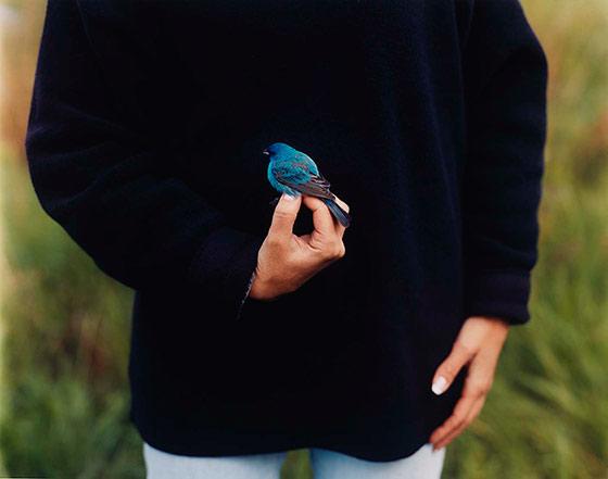 Splash Image - Art Bird Watching: Fun For the Whole Flock in Any Weather!