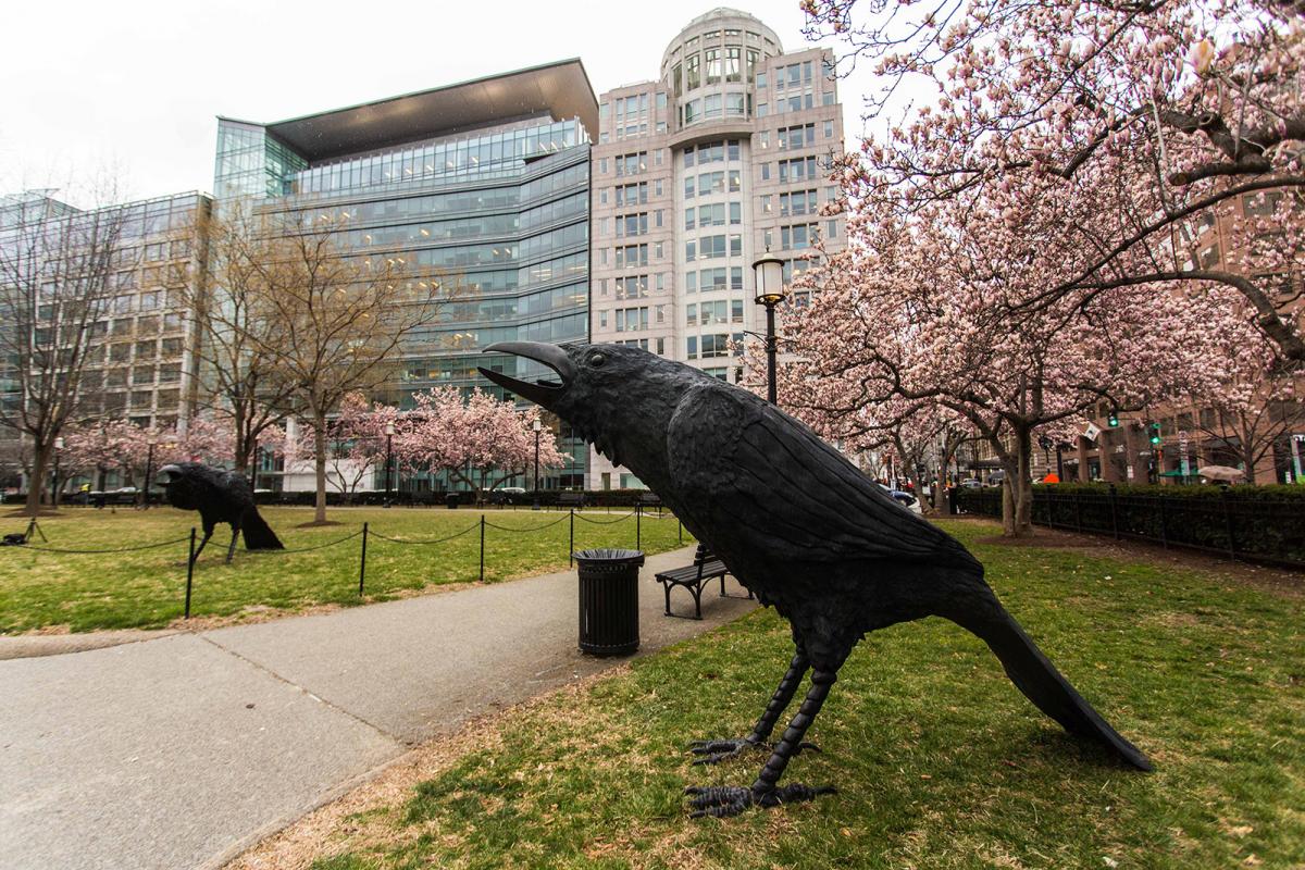 An image of a park with two large crows. 