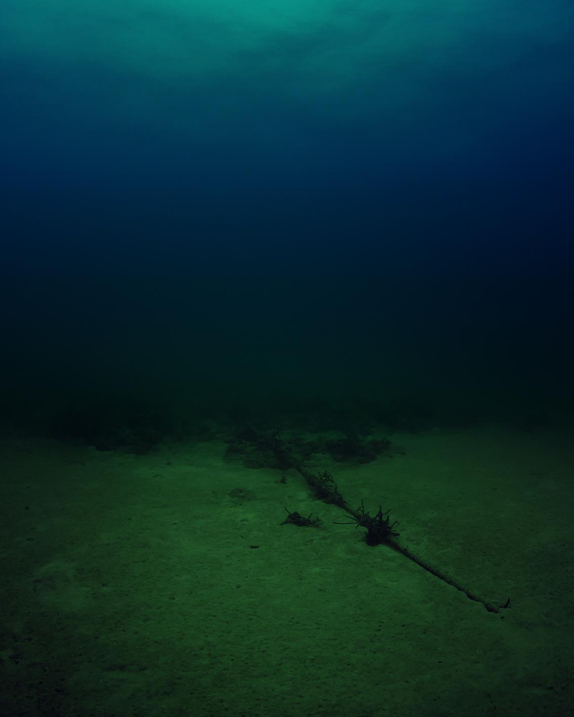 A photograph of the bottom of the Atlantic Ocean with a cable wrapped in algae.