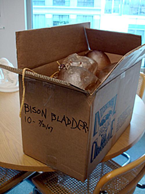 bison bladders