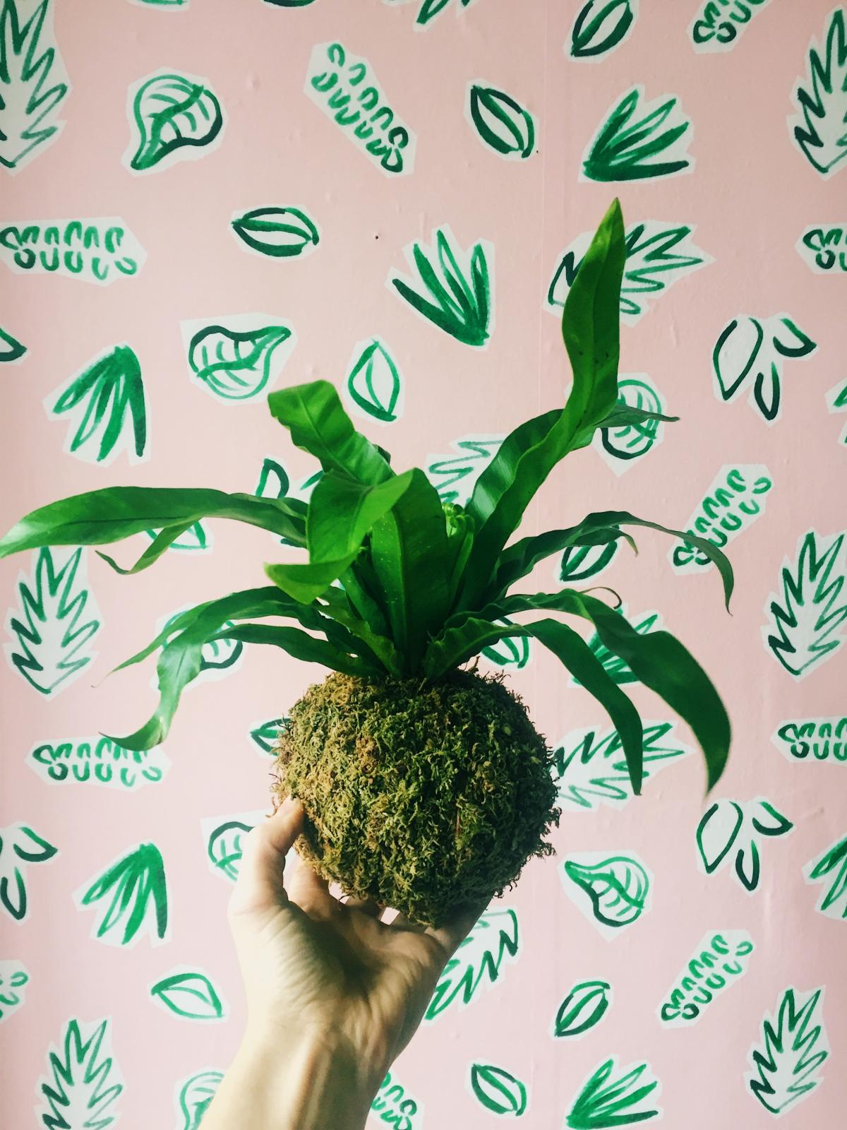 An image of kokedama, a ball of soil, covered in moss, on which an ornamental plant grows