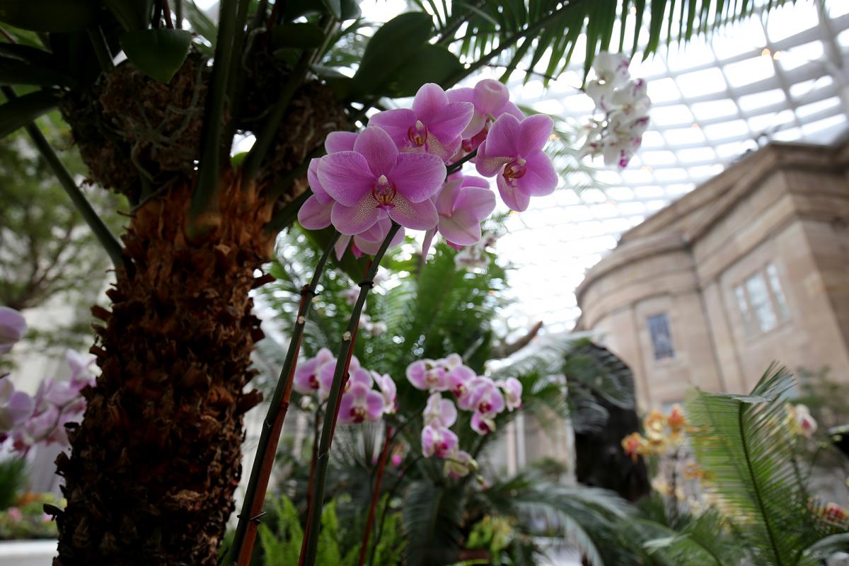 A photograph inside the Kogod Courtyard of orchids in various colors.