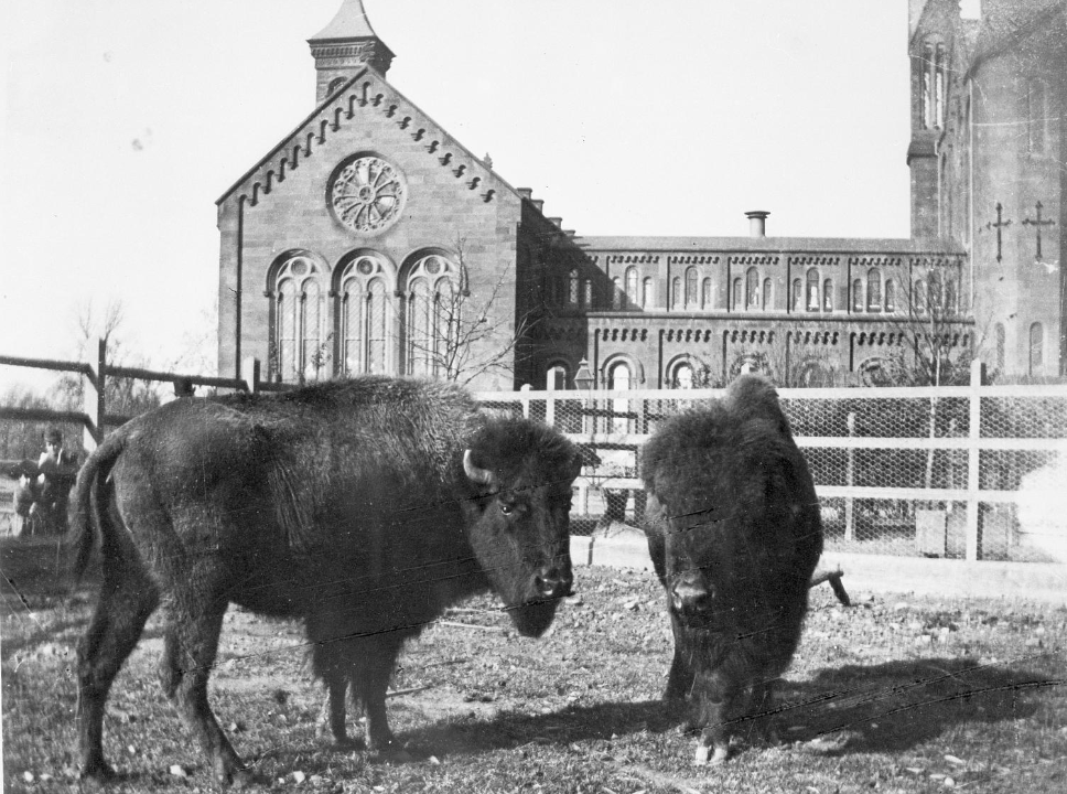 A black and white photograph of the Smithsonian Castle building with buffalos outside. 