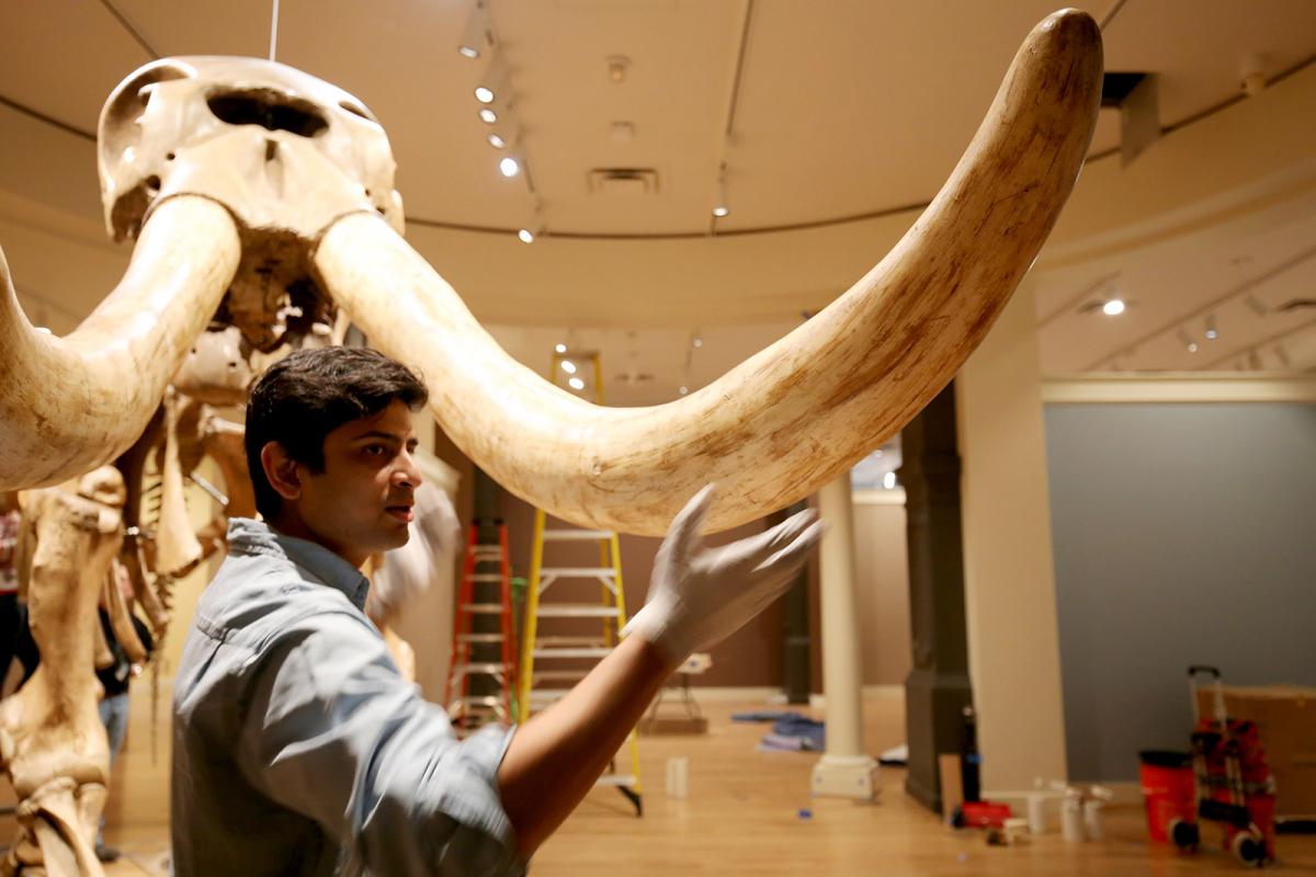 A photograph of a man standing next to mastodon tusks.