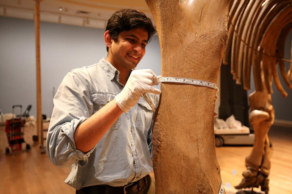 A photograph of a man standing next to a mammal leg measuring it.