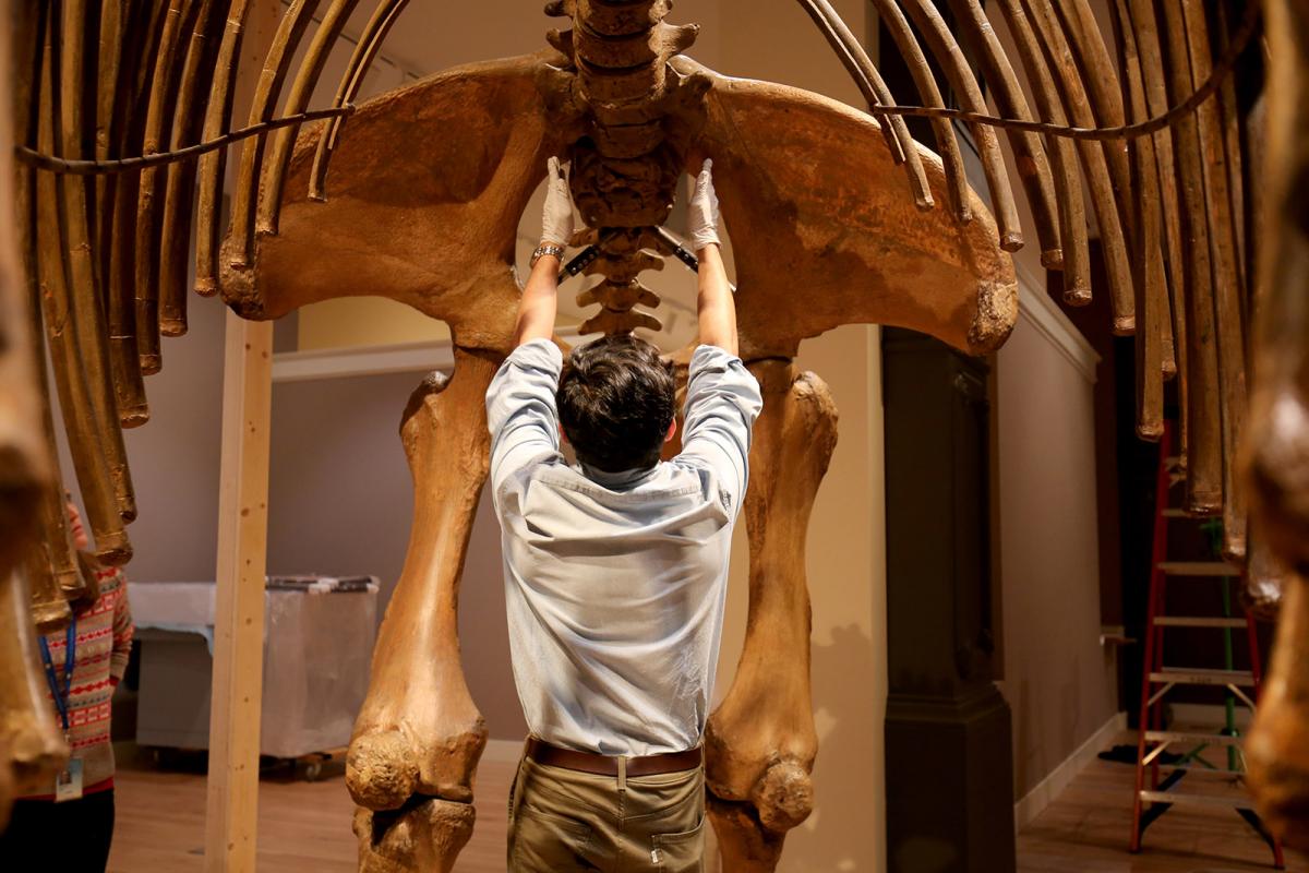 A photograph of a man standing under a mammal pointing towards the hips.