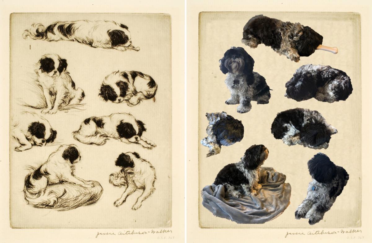 Live study of a dog - The art mansion - Drawings & Illustration, Animals,  Birds, & Fish, Other Animals, Birds, & Fish - ArtPal