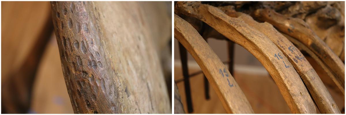 On left, close-up image of grooves in wood; on right, close-up image of numbers on mastodon ribs