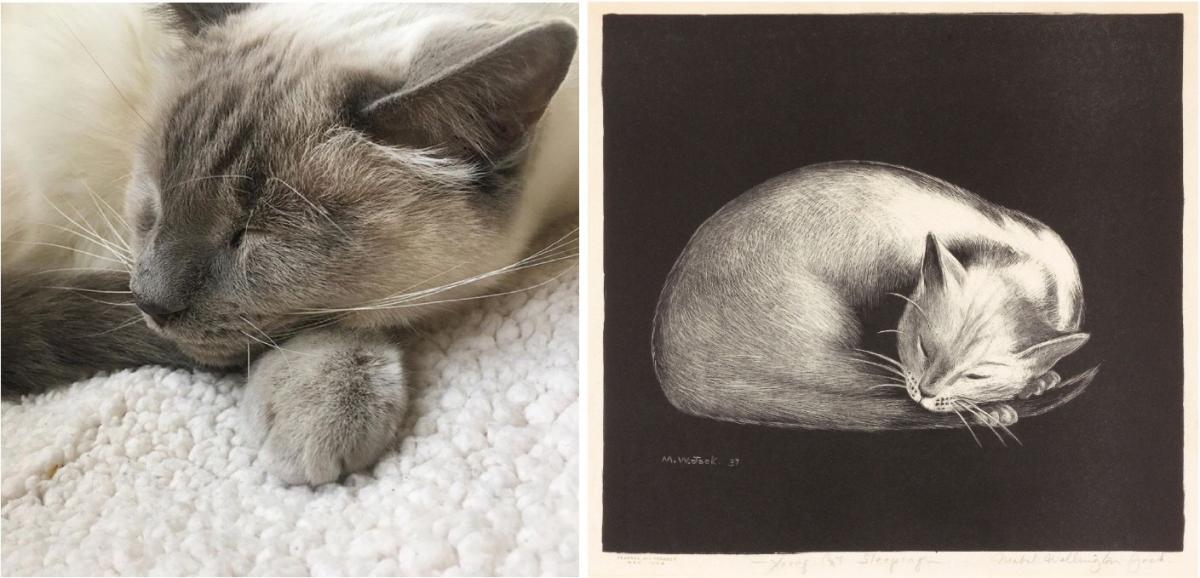 A recreation of a painting by Mabel Wellington Jack of a cat sleeping.