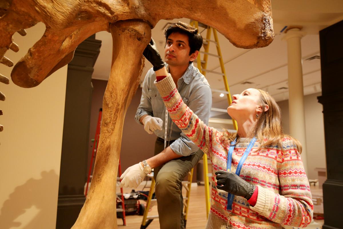 Two conservators look at the mastodon's femur
