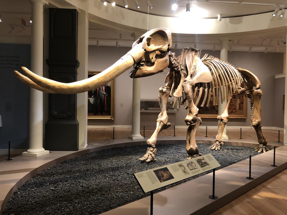 Mastadon in museum gallery with a bed of rocks underneath and a plaque on a railing in the foreground