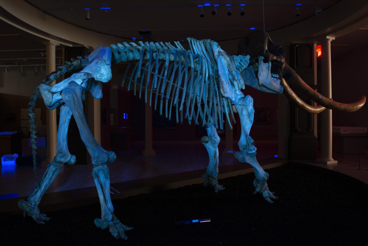 Full shot of mastodon in UV light revealing different materials on the surface