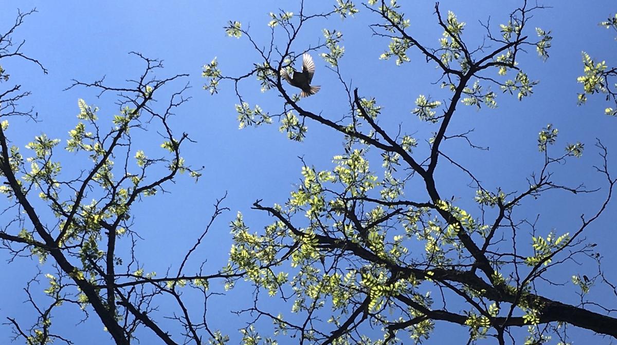 A photograph of a tree with a bird flying