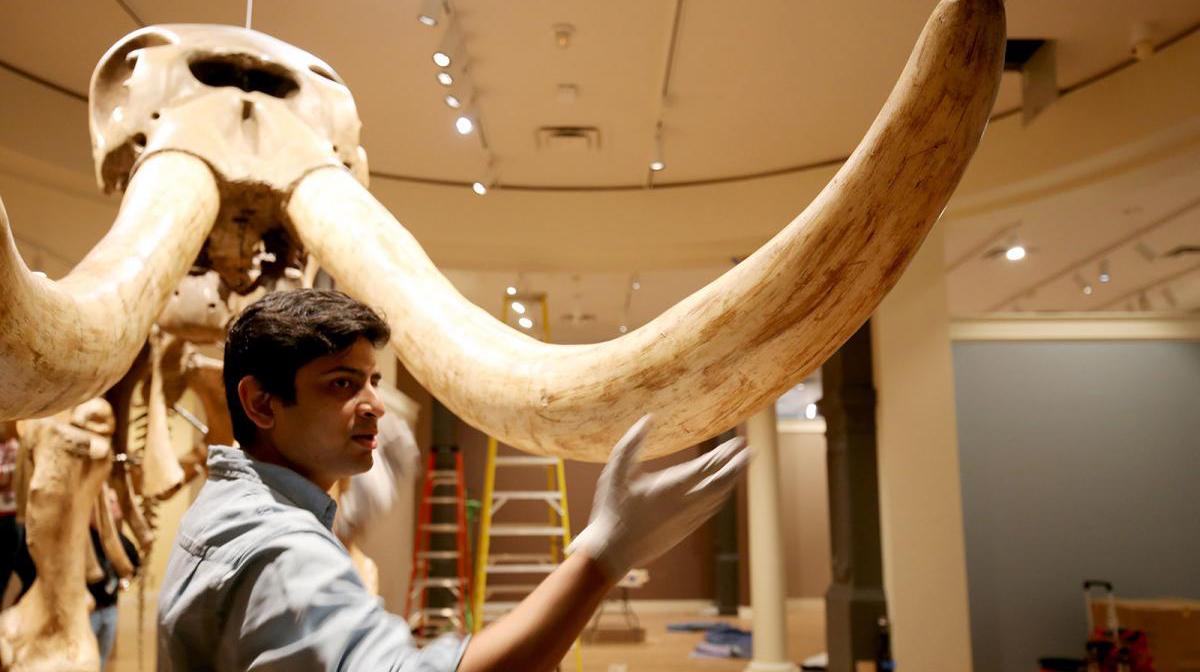 A photograph of a man standing next to mastodon fossils