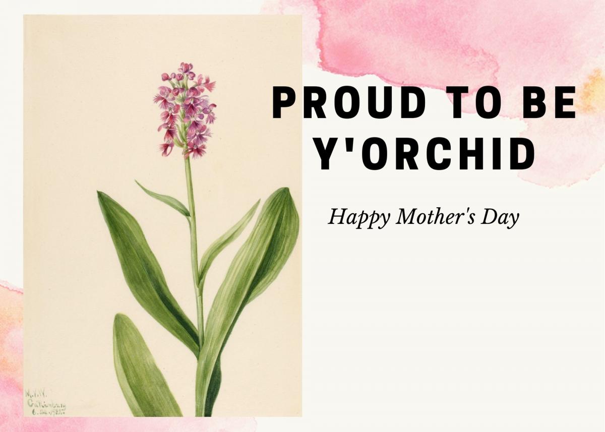 Mother's Day Card with image of an orchid and the text, Proud to be y'orchid. Happy Mother's Day.