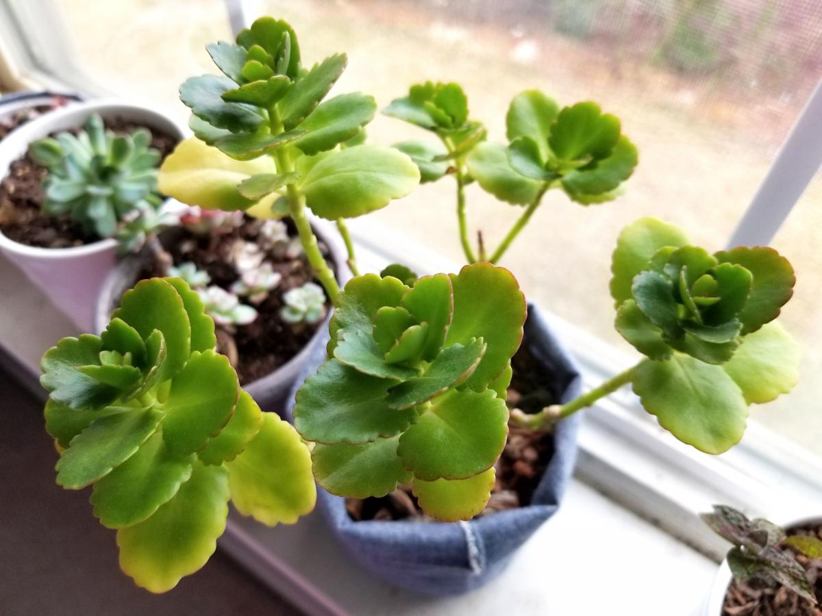 A photograph of a plant in a windowsill 