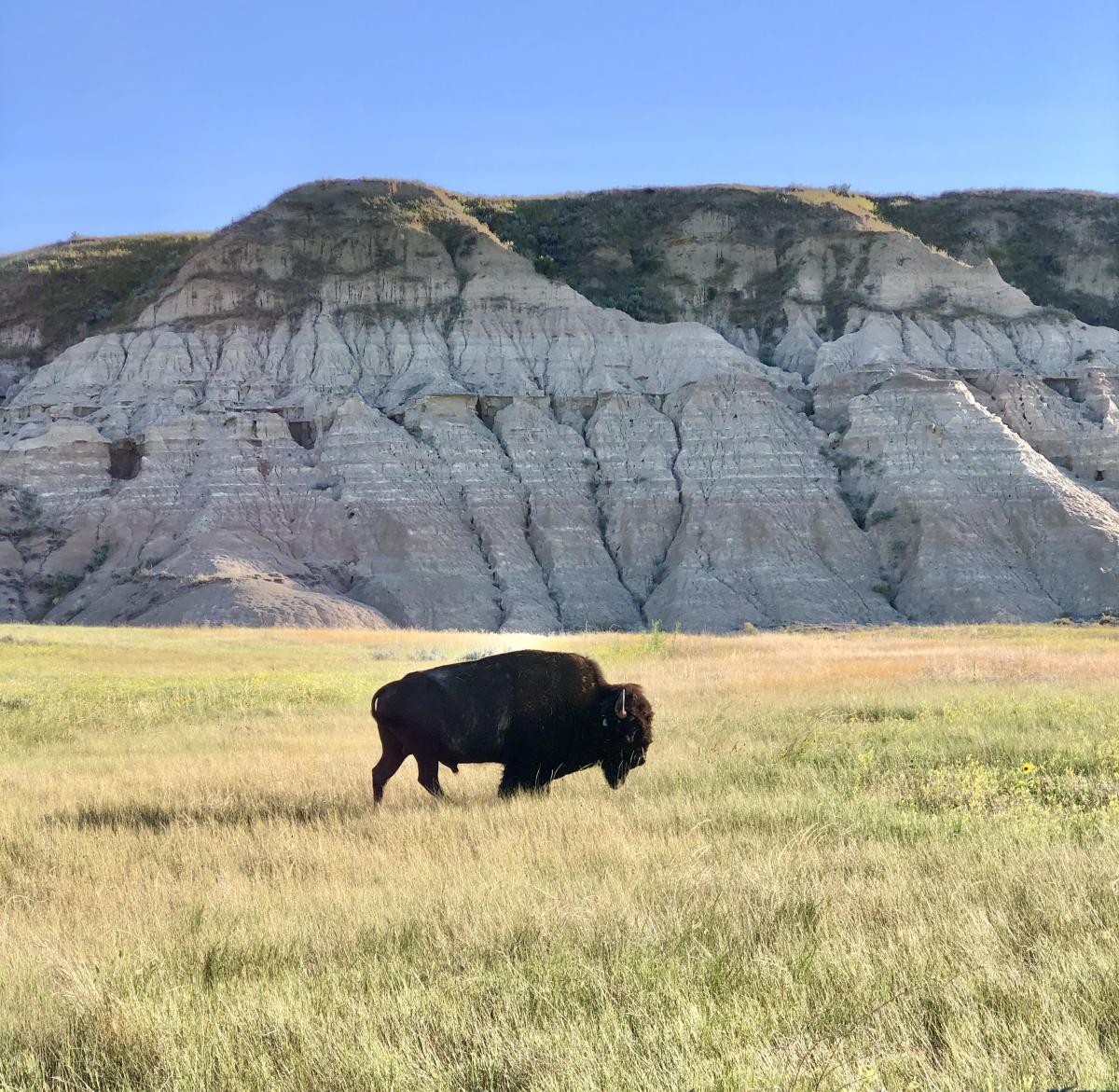 Bison in a field with mountain in the background