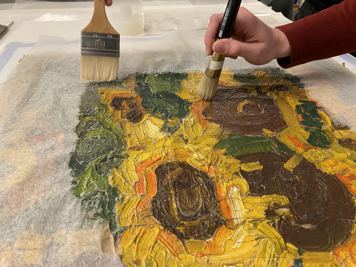 An image of yellow sunflowers being treated in Conservation