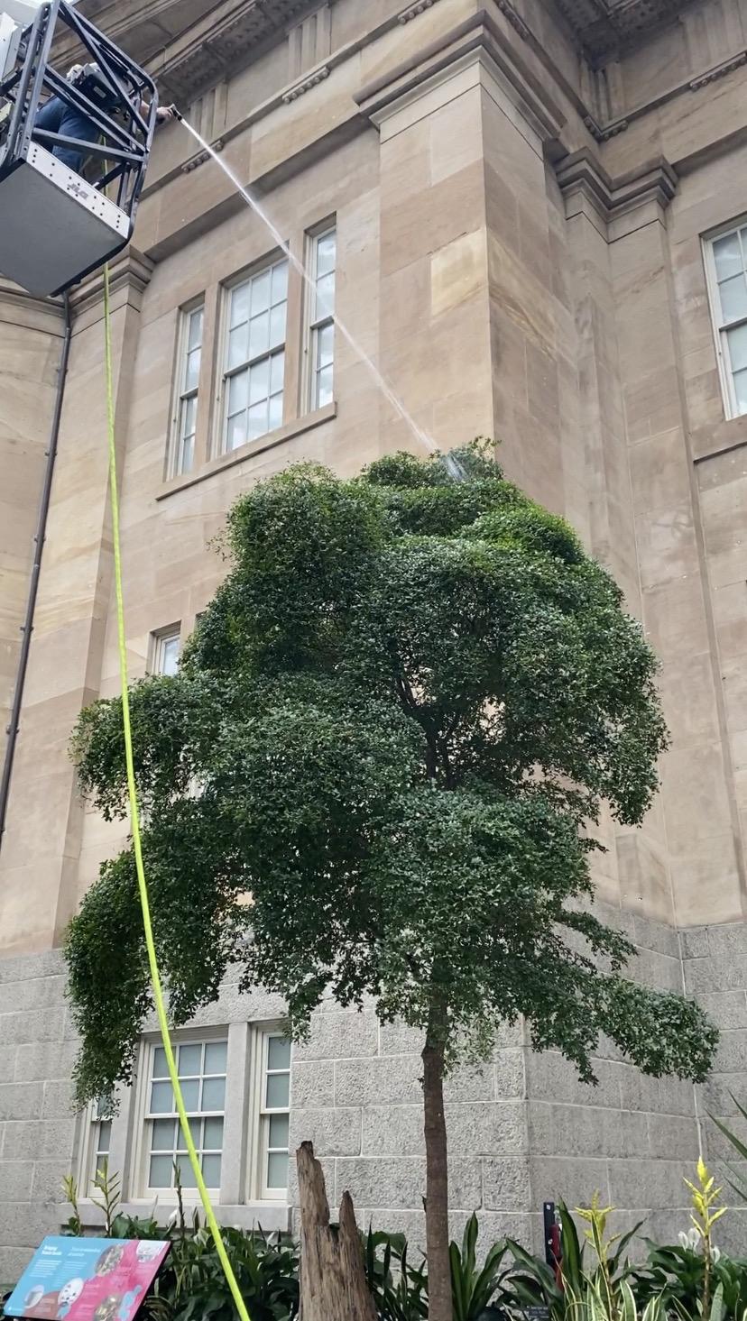 Smithsonian horticulturalists use a lift and a hose to wash a tree in the Kogod Courtyard at the museum.