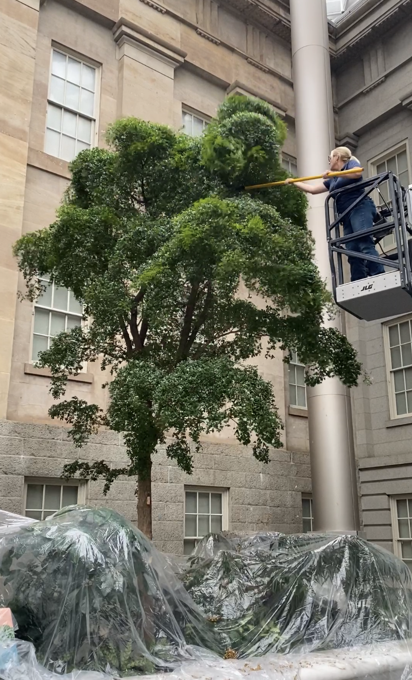 Plastic sheeting protects the plants under a tree inside the Kogod Courtyard. A horticulturalist on a lift shakes the branches of the tree.