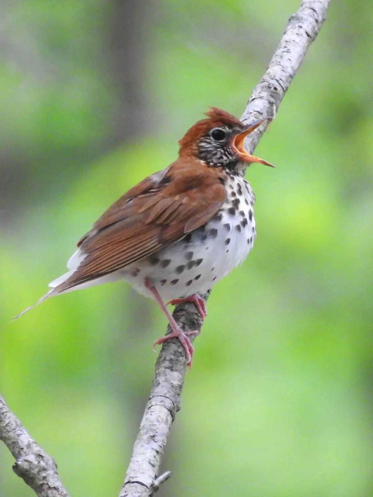 Photograph of a wood thrush on a branch.