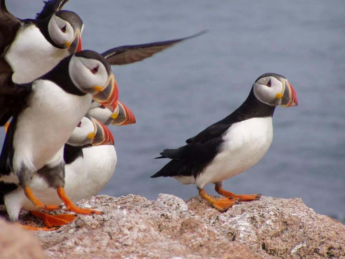 Photograph of puffins