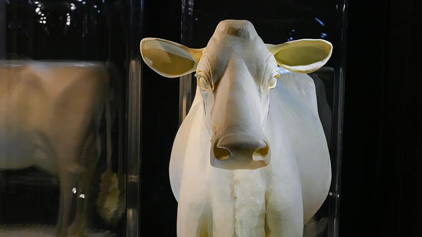 A life-sized cow carved out of butter.