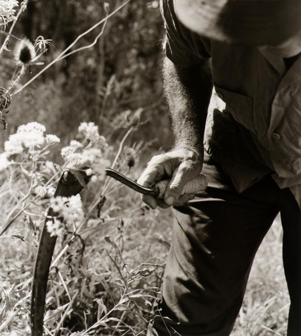 Catfish, Man of the Woods, from the Photographic Survey