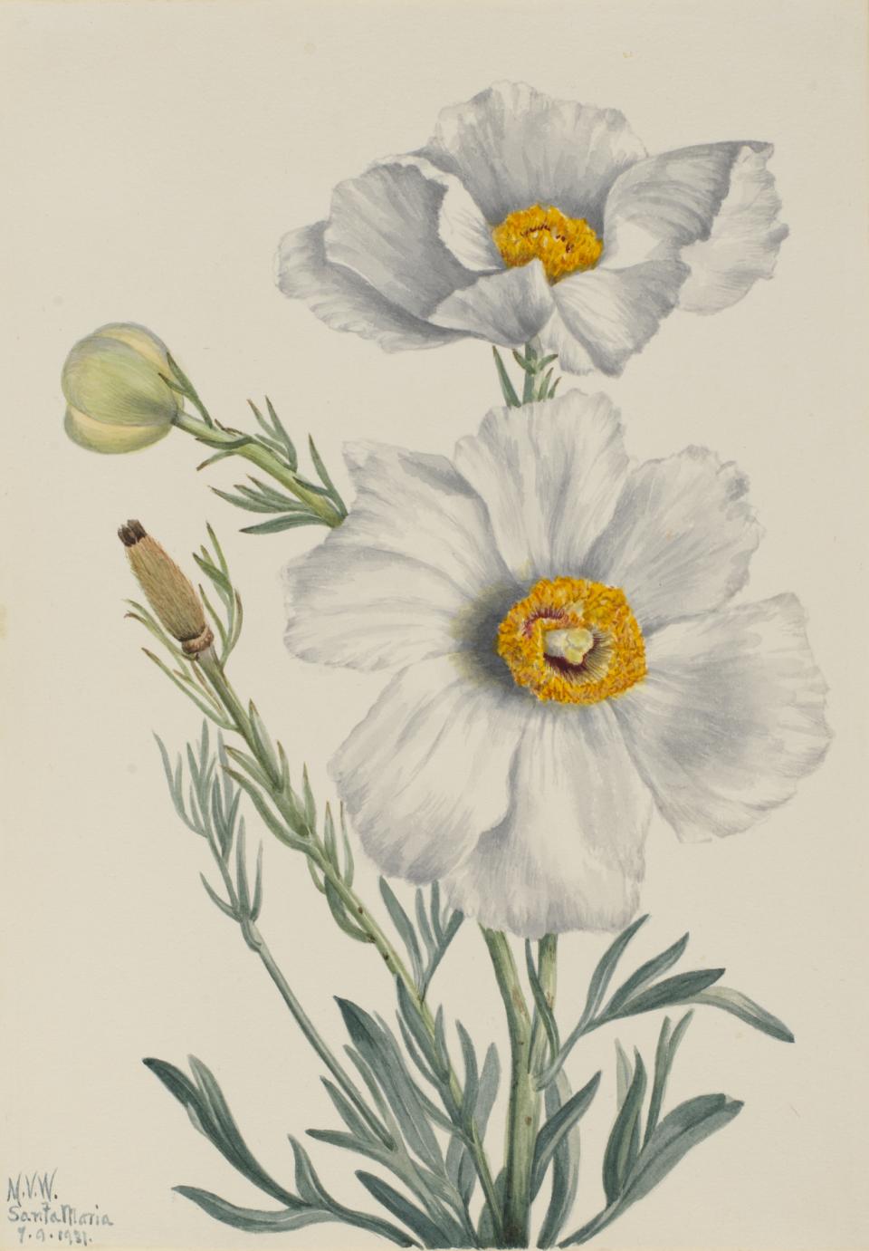 Matilija Poppy (Romneya coulteri) | Smithsonian American Art Museum
