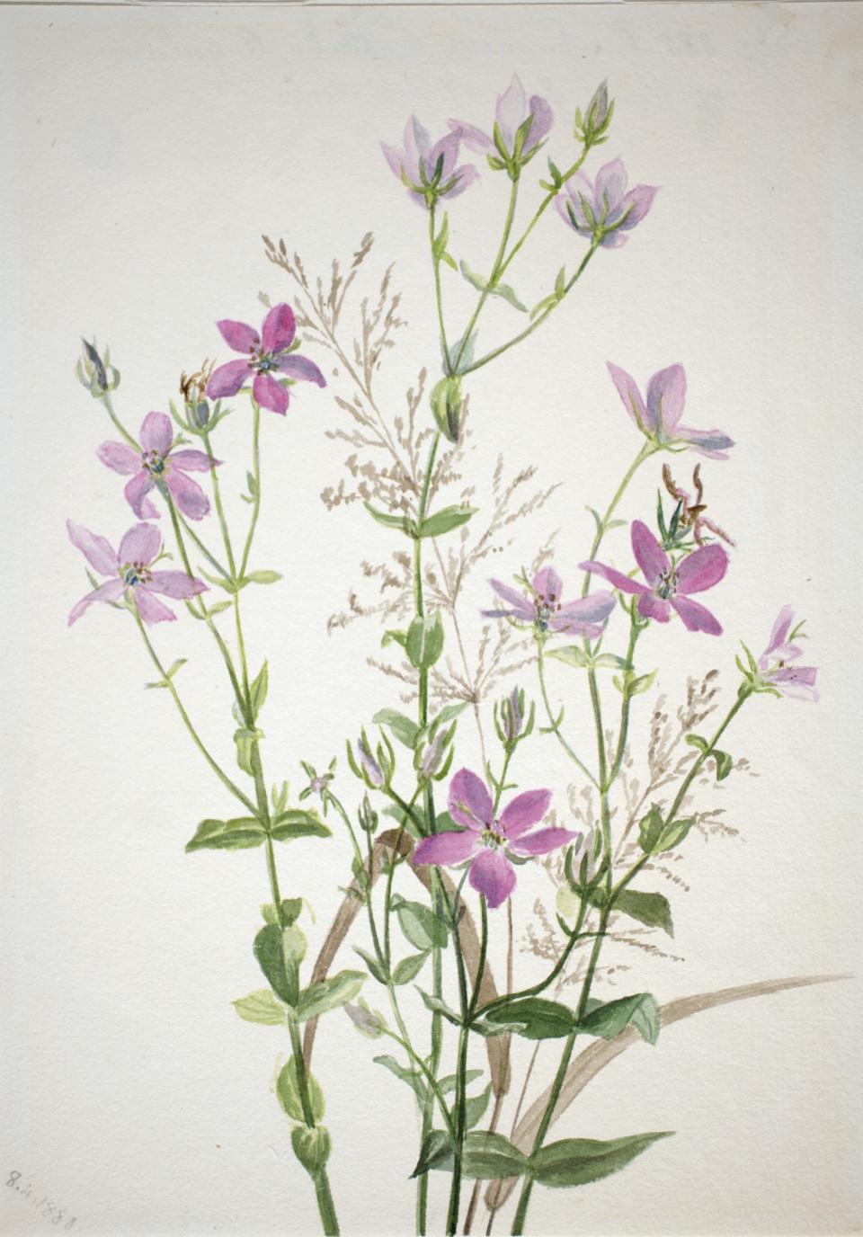 Gentianacease sabbalia angularis | Smithsonian American Art Museum