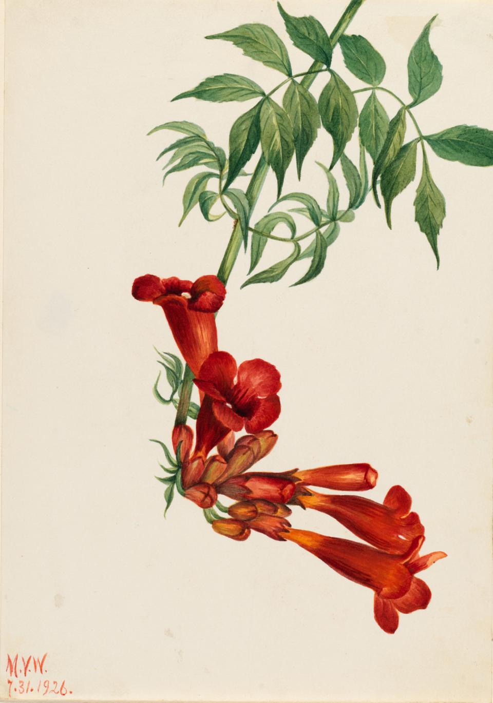 Chinese trumpet vine drawn with ink painting  Stock Illustration  78333784  PIXTA