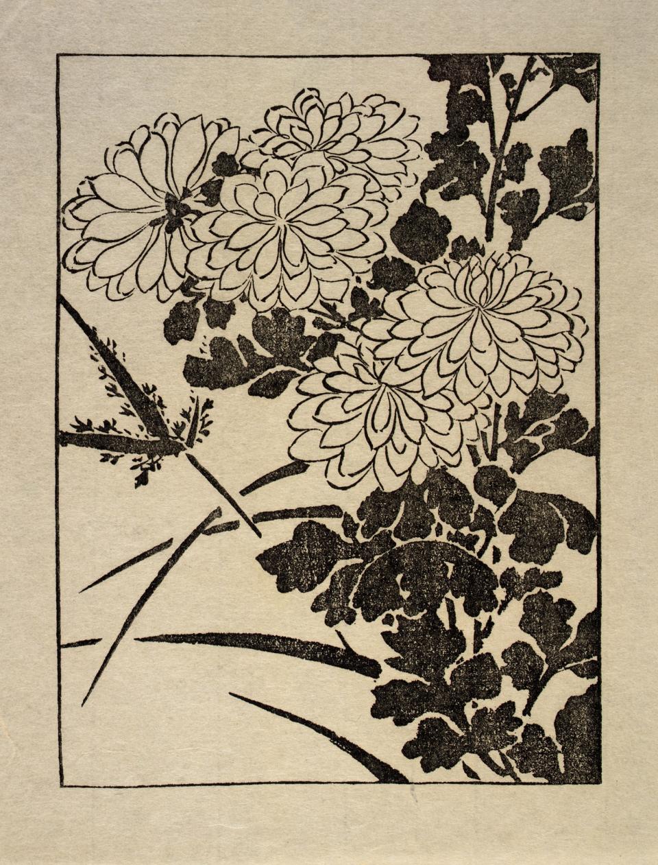 Ipswich Prints: Chrysanthemum | Smithsonian American Art Museum