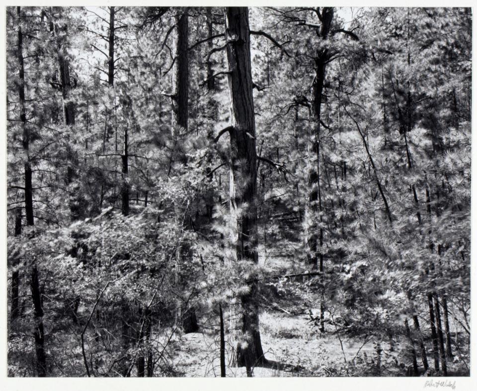 North Rim Forest, Arizona | Smithsonian American Art Museum