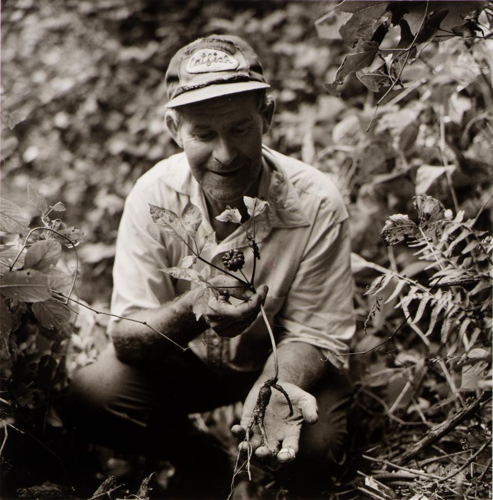 Catfish, Man of the Woods, Finding Wild Ginseng Smithsonian American