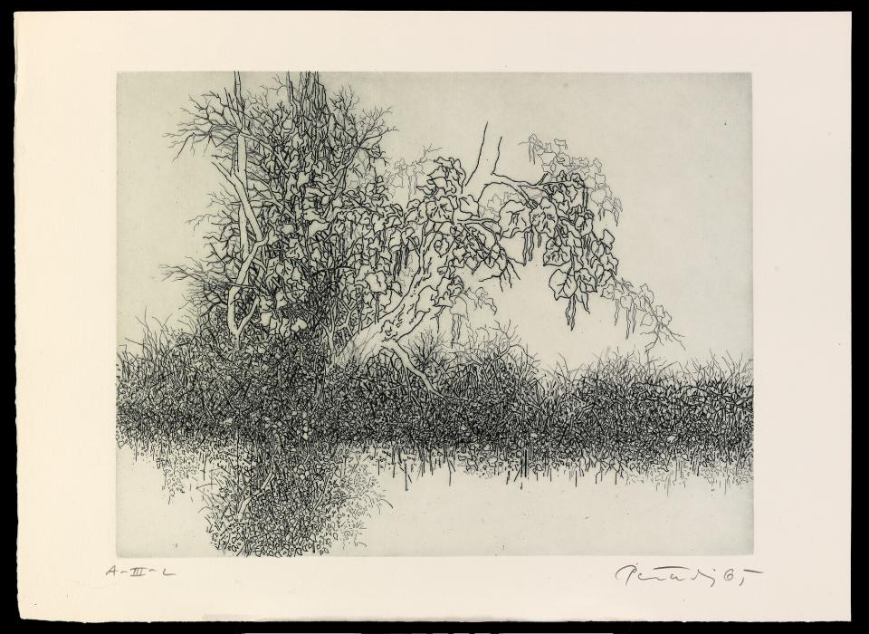 Catalpa II, from the portfolio A Genesis | Smithsonian American Art Museum