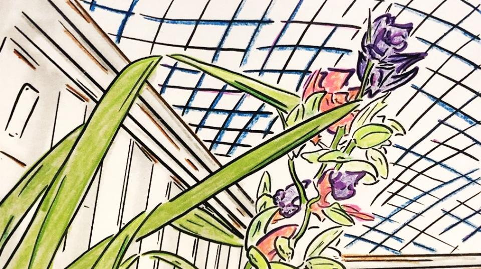 A contour line drawing of an orchid that's colored