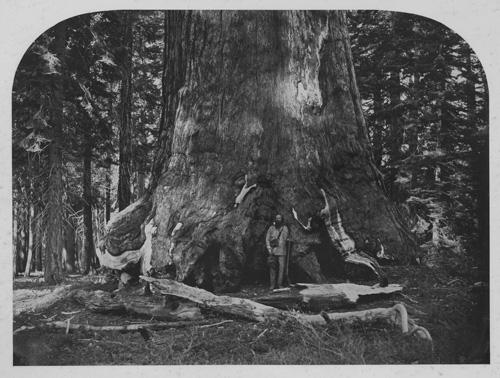 Watkins' albumen print of a large tree trunk with a man posed on it.