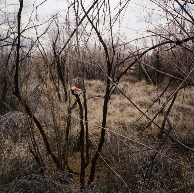 A photograph in nature with an orange bird on a tree limb. 